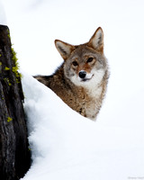 Coyote 8 x 10