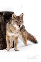 Coyote 12x18