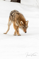 Coyote 12x18